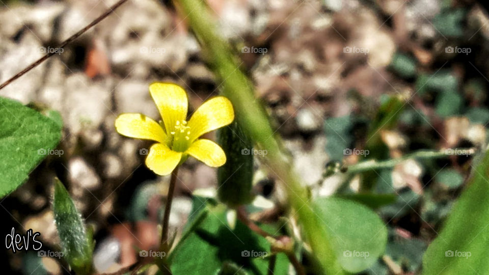 A flower’s appeal is in its contradictions – so delicate in form yet strong in fragrance, so small in size yet big in beauty, so short in life yet long on effect

 — Adabella Radici