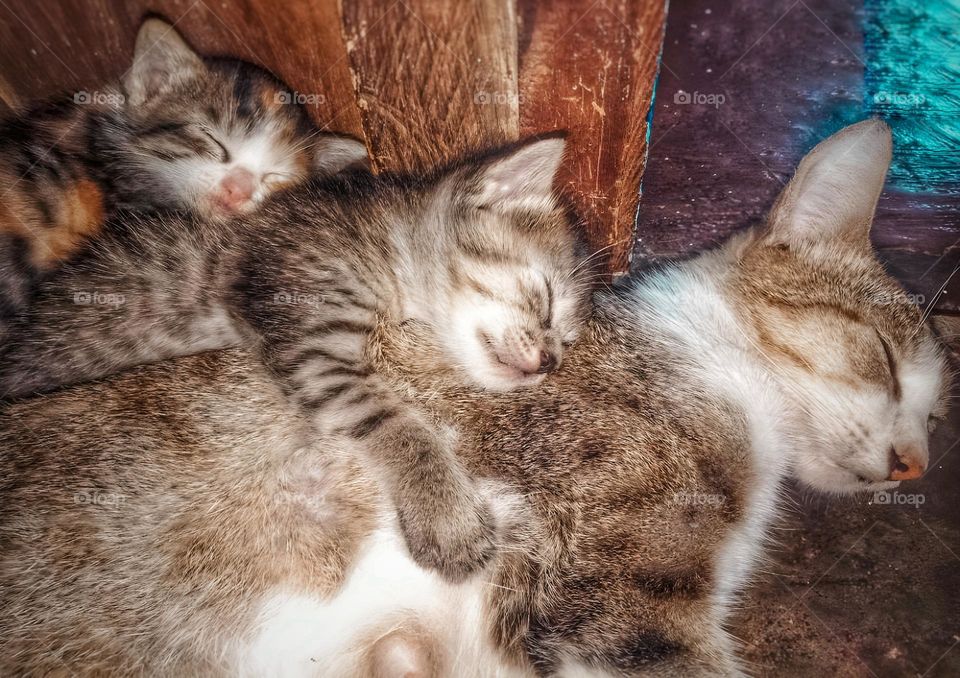 Cat mother and her daughters