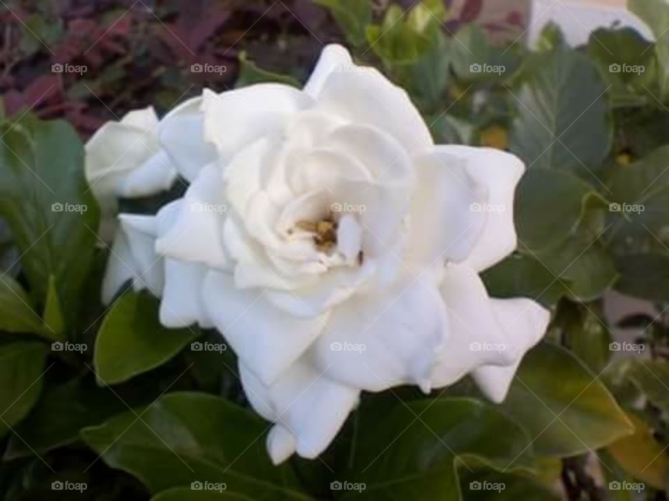 gardenia with insect