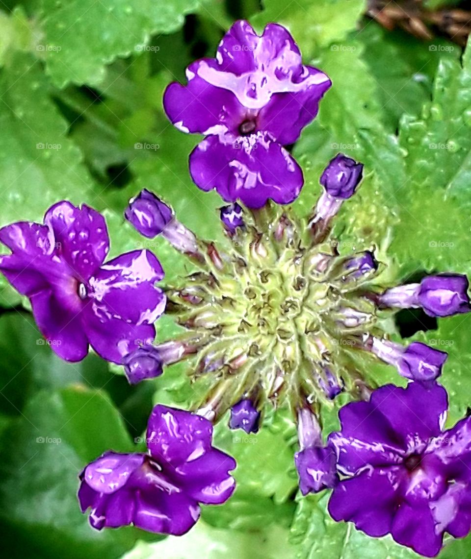 rain soaked purple verbena flowers in the garden