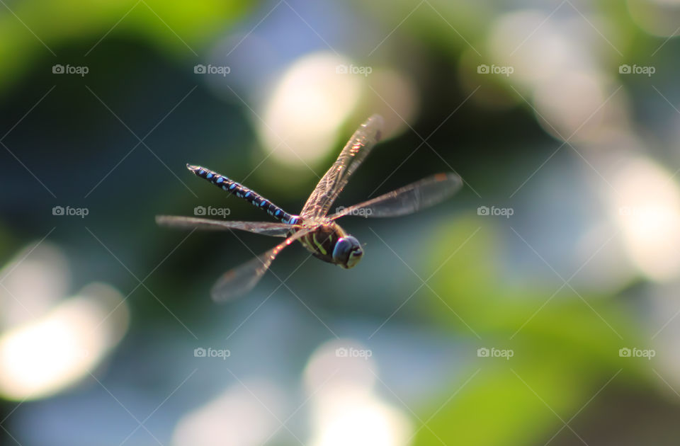 Flying dragonfly