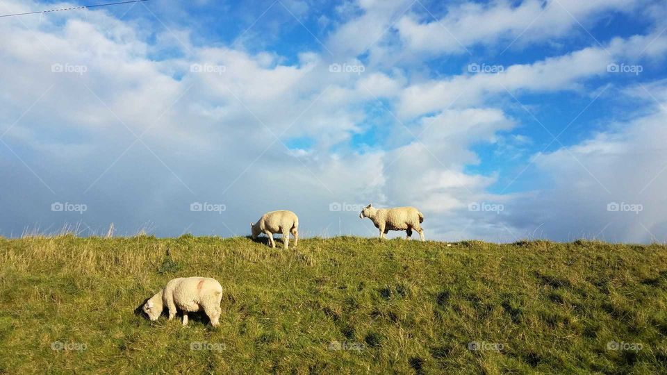 Sheeps grazing