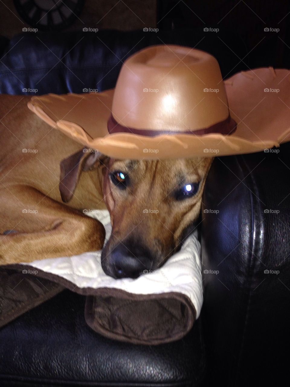 Sheriff Leo