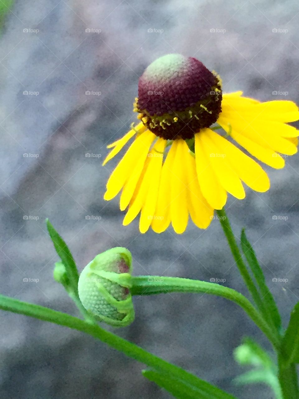 Wild daisies