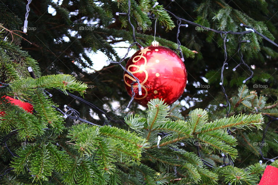 Christmas globe in tree