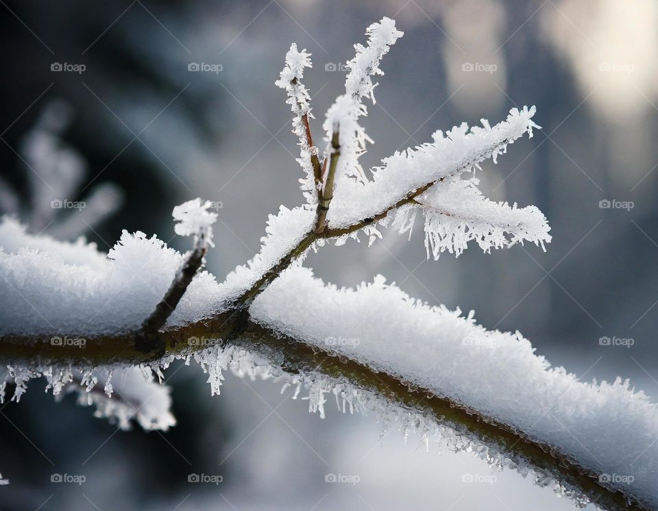 Frost on a tree branch