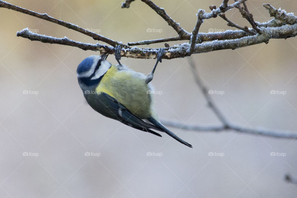 Blue tit perching on branch upside down