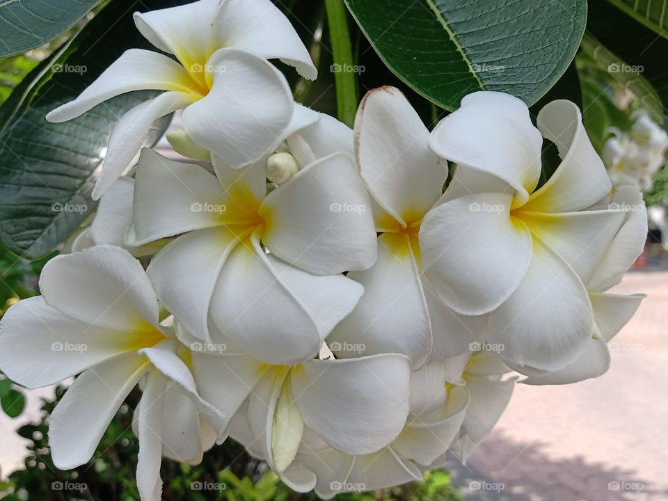 Beautiful Plumeria Flowers