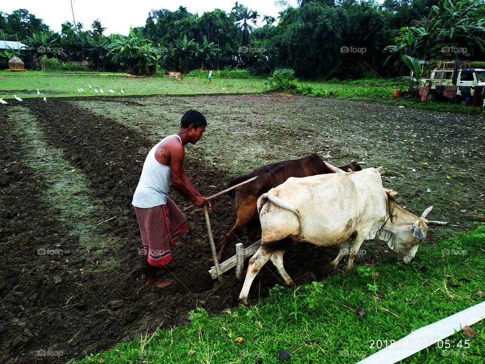 farming in rural india