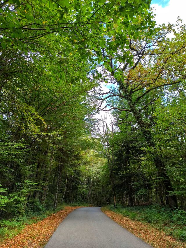 Forest path