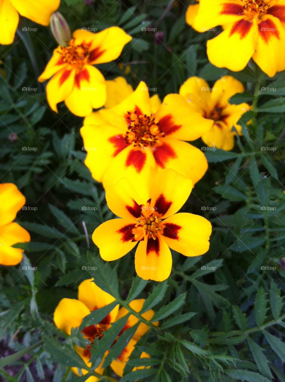 Marigold . Garden Series