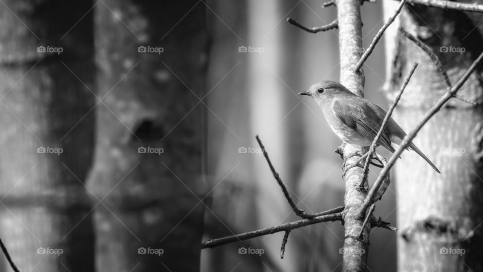 Birdy. bird in black and white.
