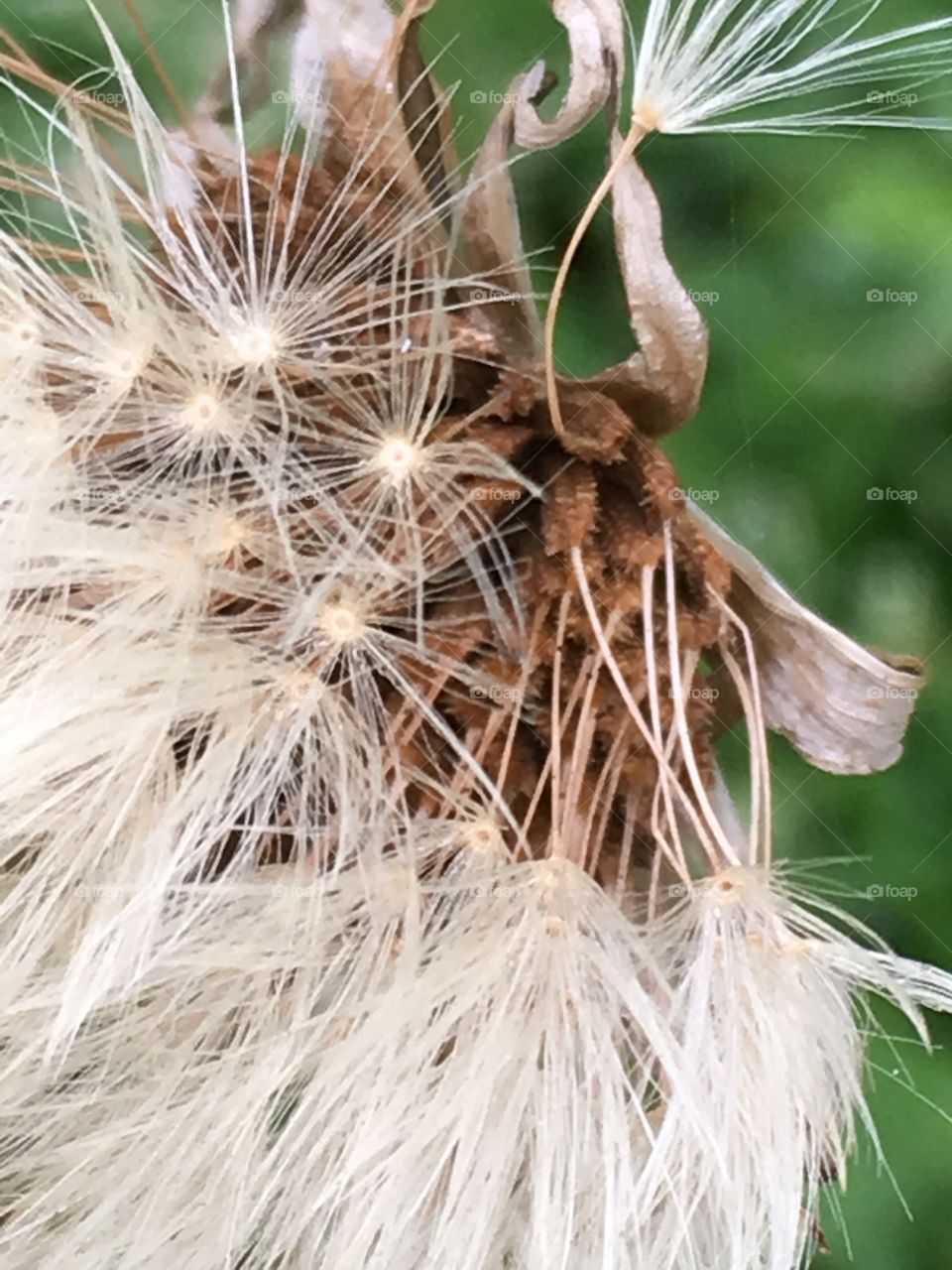 Close up dandelion 