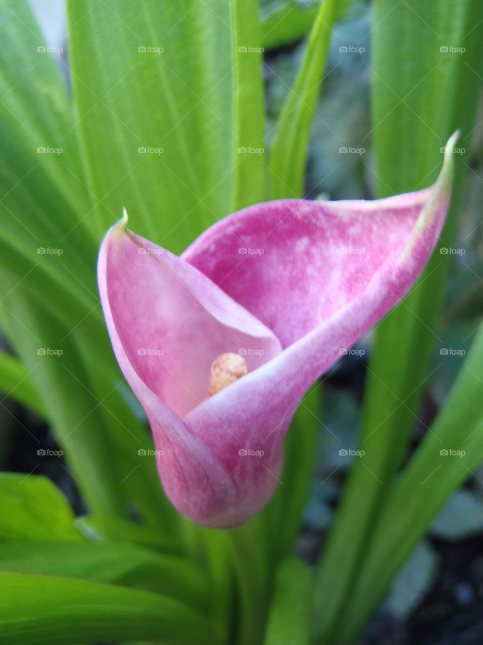 Colours of the garden