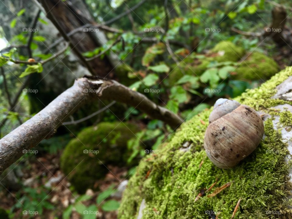 Snail is on the top of the stone, it might be his life success ☺️☺️☺️