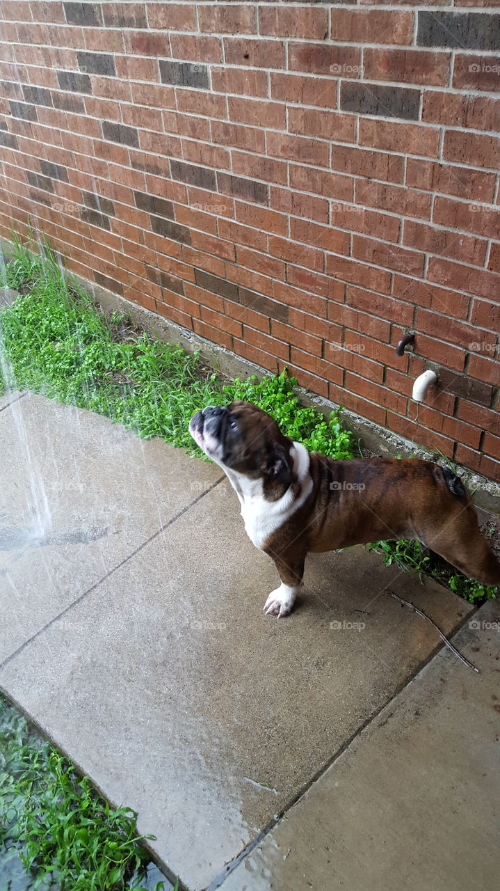 Boomer enjoying the rain