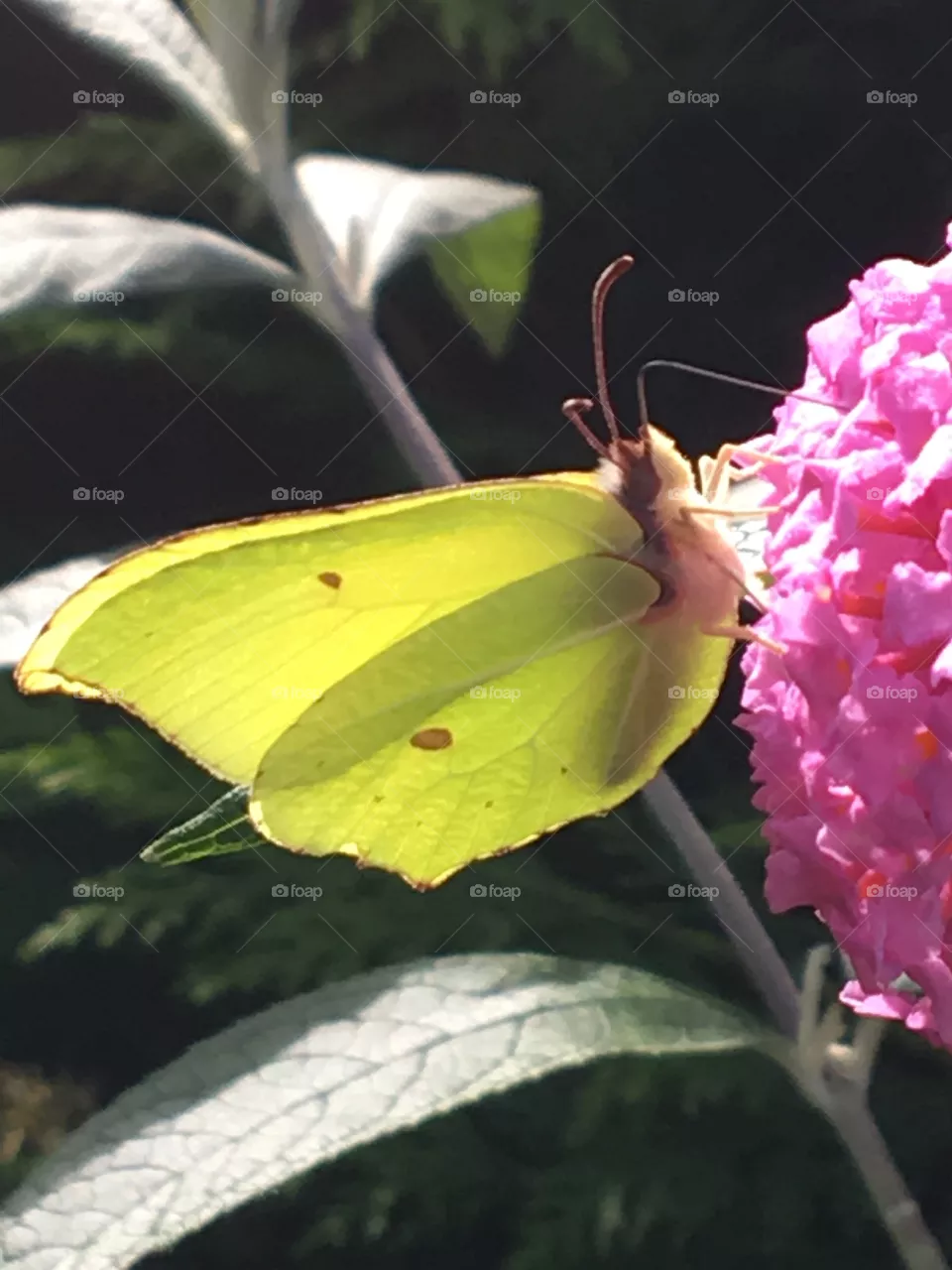 Butterfly 