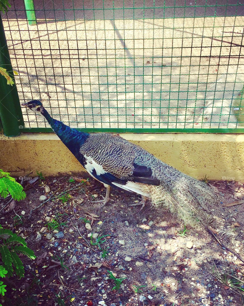 Almoçando entre os bichos da #natureza: que o #pavão não queira bicar o meu torresmo!
🦚 