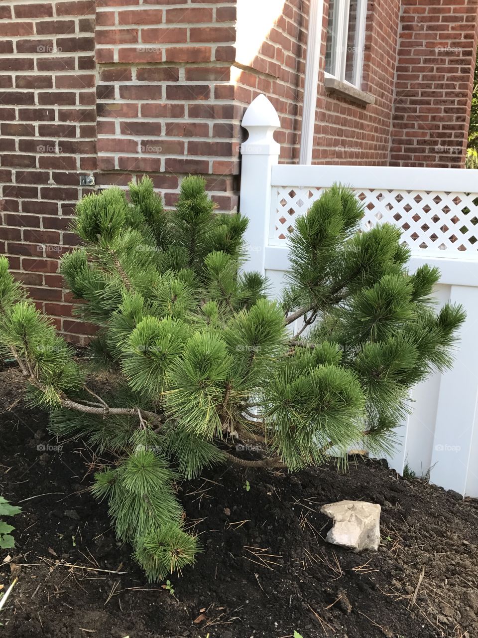 Japanese Black Pine immediately following planting. The shape of the branches makes it unusually eye-catching