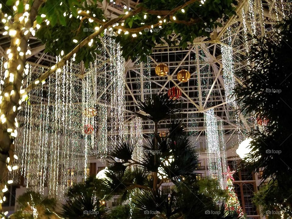 Christmas, Tree, City, Building, Architecture