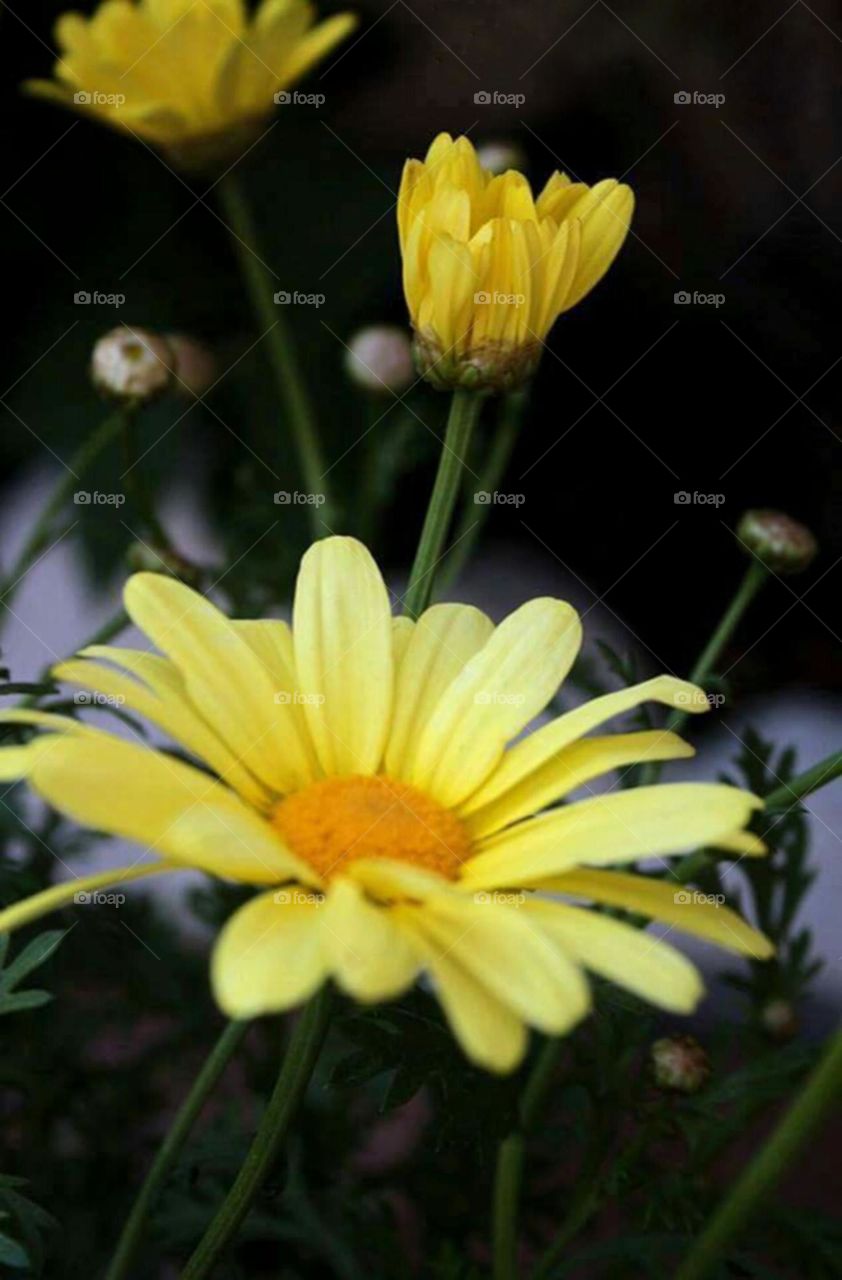 Early signs of spring