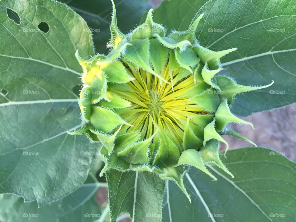 Sunflower