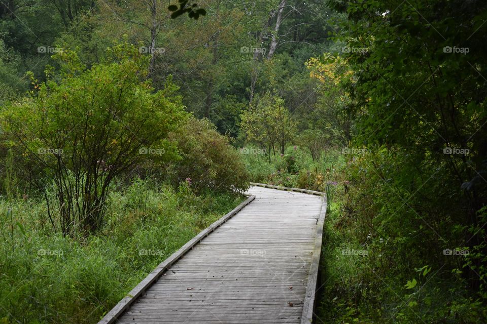 A wooden walkway in the forest