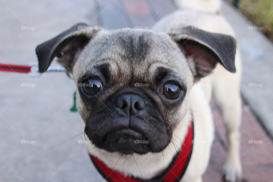 Cute pug