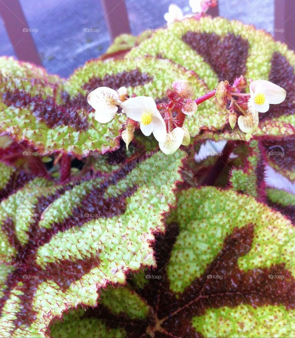 houseplant begonia iron cross begonia begonia flower by serenitykennedy