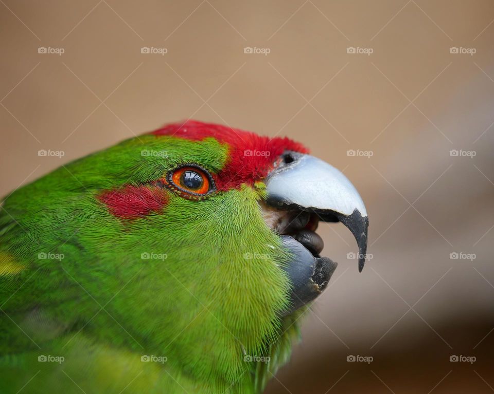 Close-up portrait of kakariki parakeet