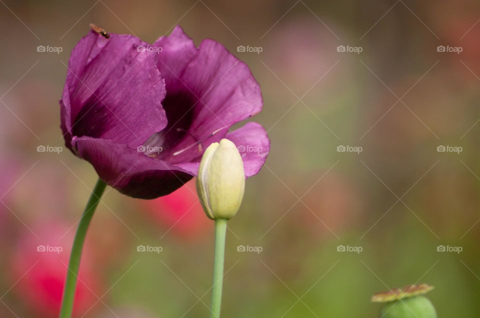 close-up flower background Lilac poppies after the rain, poppy heads bent in the wind to one side of the bud and blossoming flower, the mood of early spring