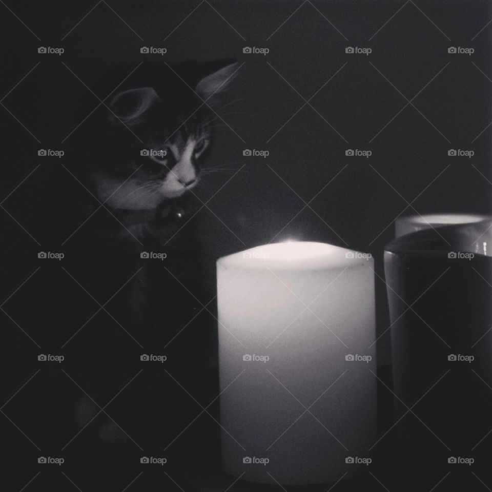 Kitten and the Candle