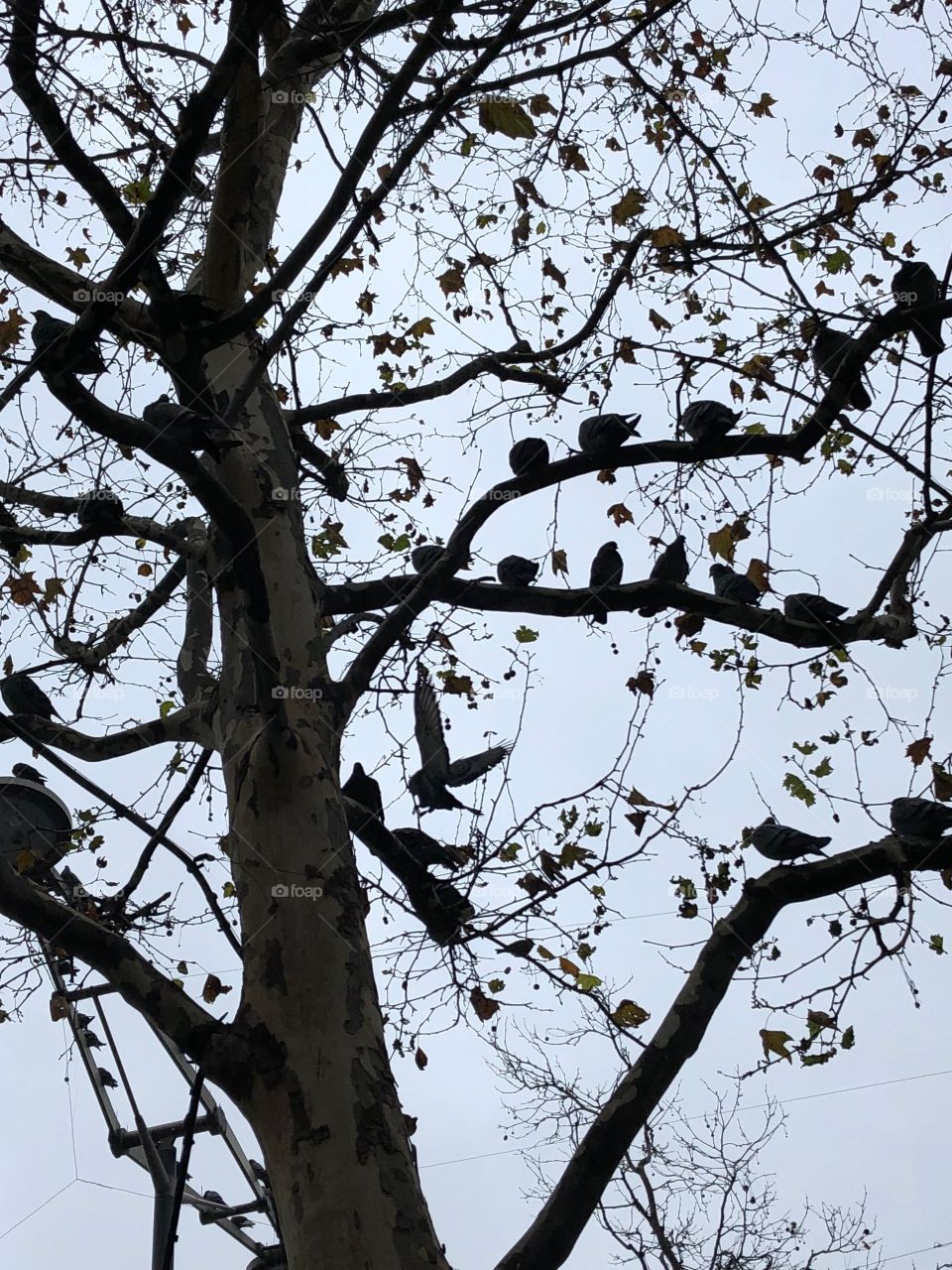 Bird flying in paris