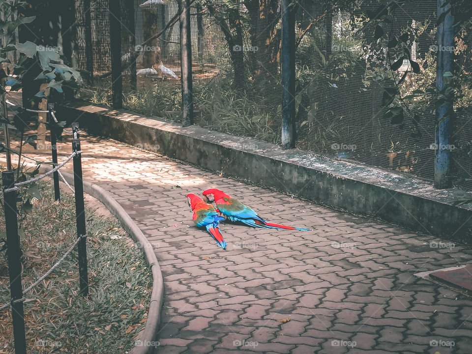 Tow birds are loving photo