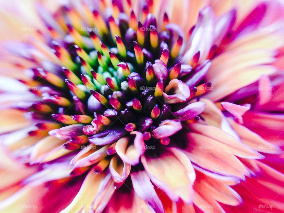Close up red flower. 