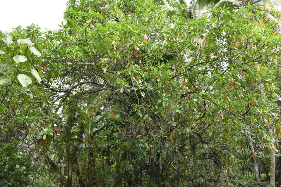 Othalanga tree