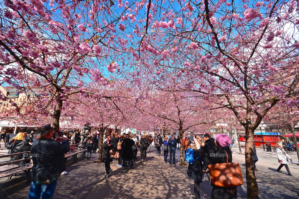 Cherry blossom in Kungsträdgården in Stockholm, Sweden.