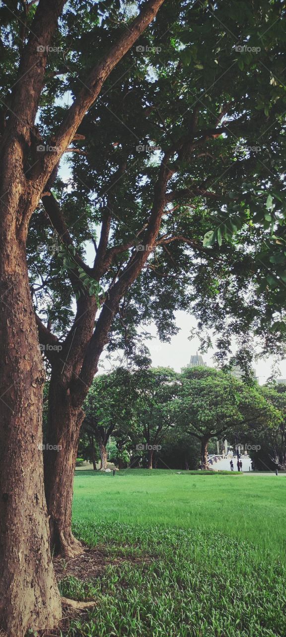 Nature! Beautiful green! Tree and grass!