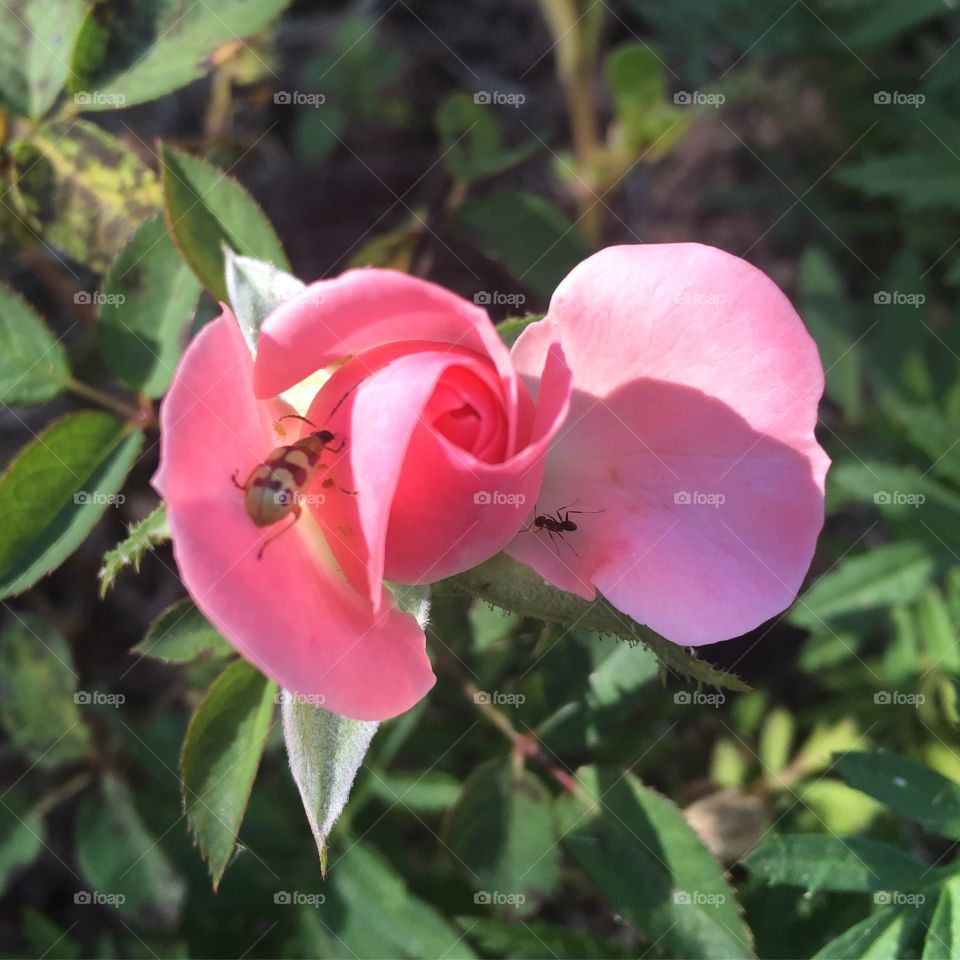 #Natureza que nos dá #inspiração!
Olha aí a #Joaninha e #Formiga passeando pelas #pétalas...
📷 🐞 🐜 
#Fotografia é nosso #hobby!
#paisagem
#flores
#flowers