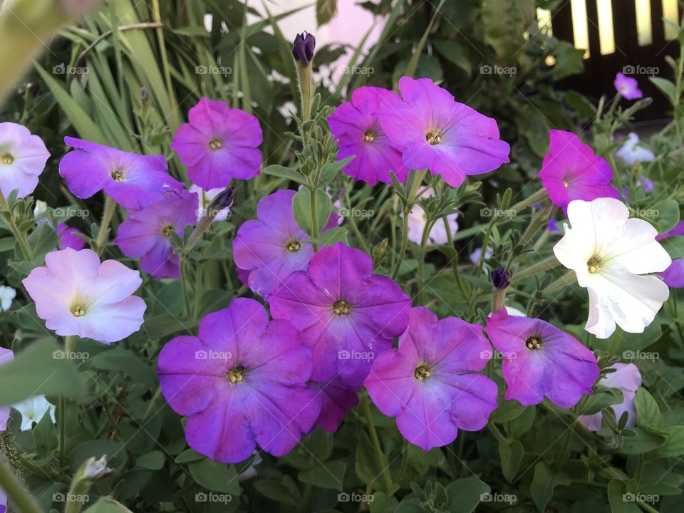 Petunias in the garden.