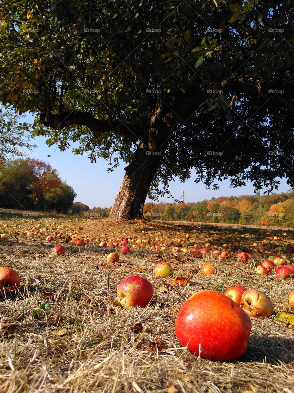 Streuobstwiese