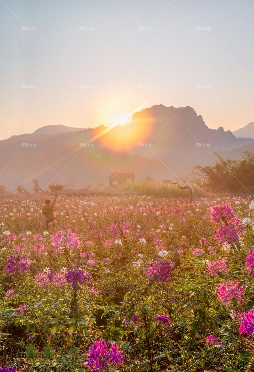 Nice day in flower field