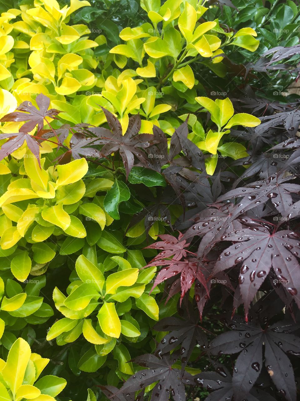 After Rain Foliage