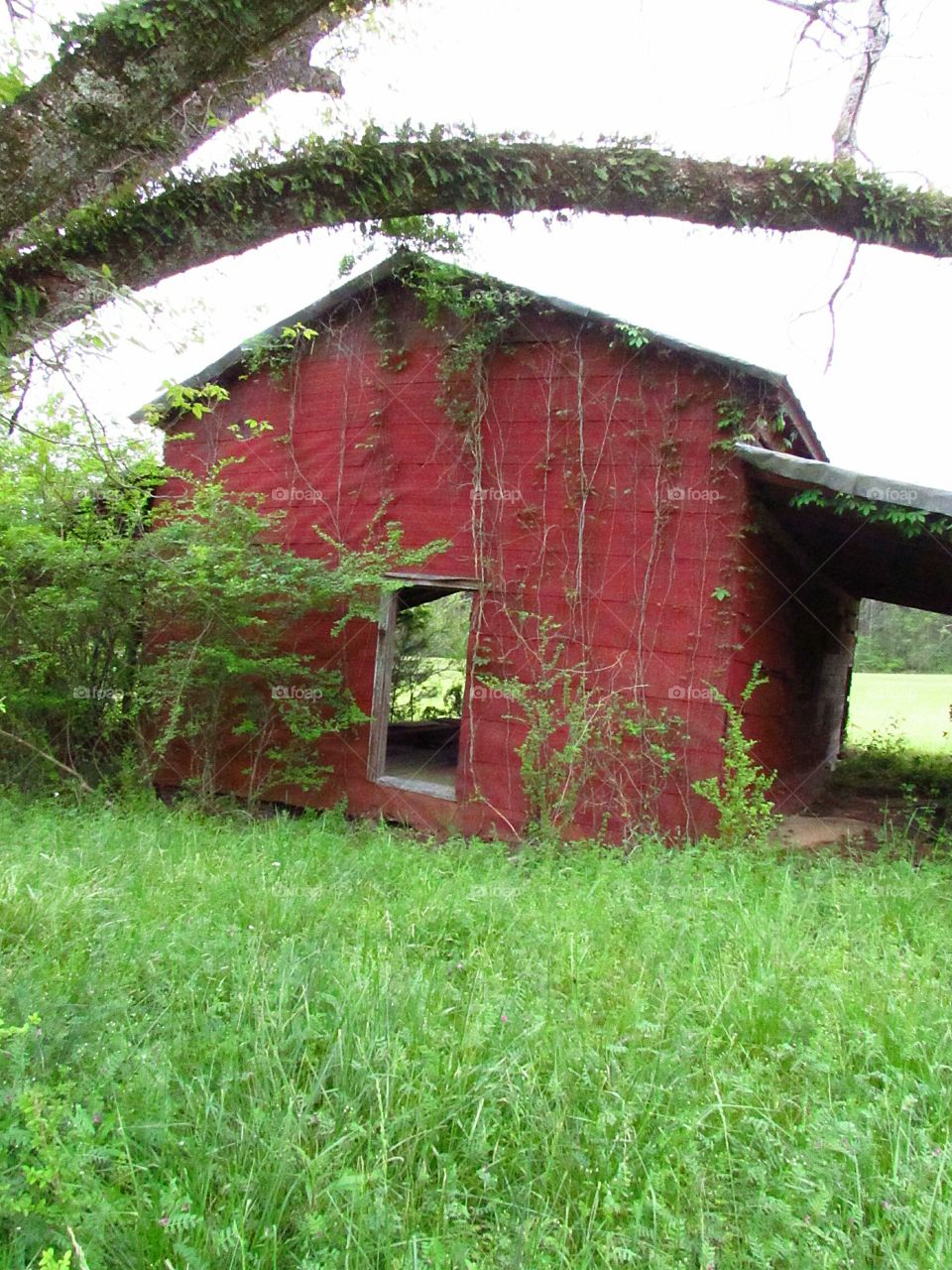 old red abandoned barn in green meadow