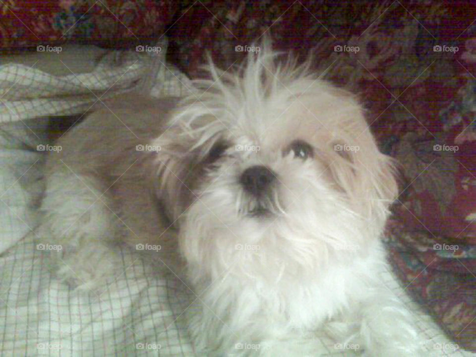 Bad hair day. shih tzu puppy having bad hair day