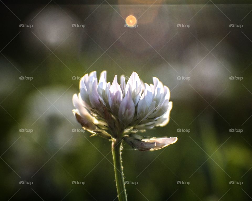 White clover at sunset
