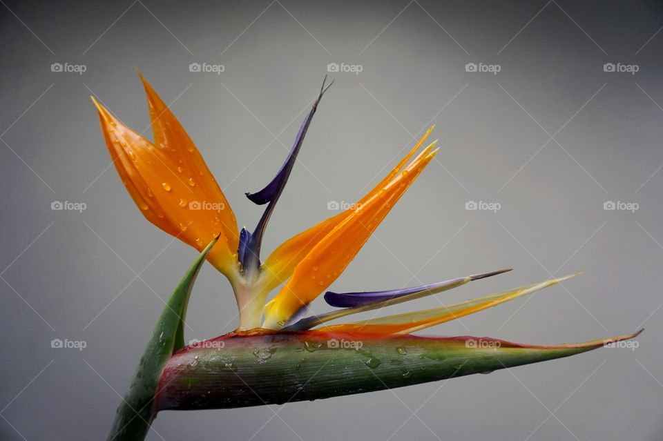 Bird of Paradise 