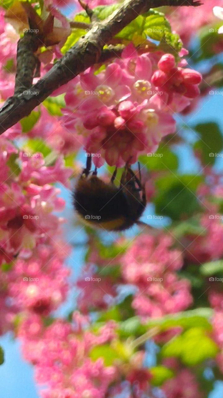 bee