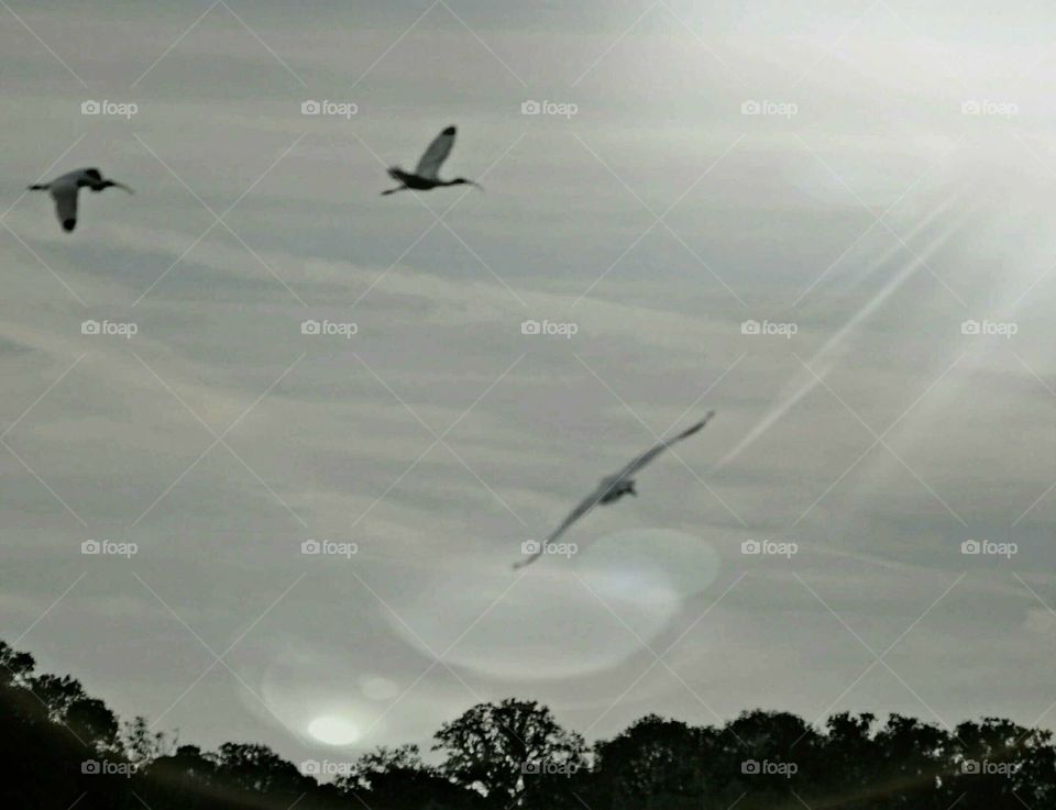 Bird, Flight, Sky, Nature, Water