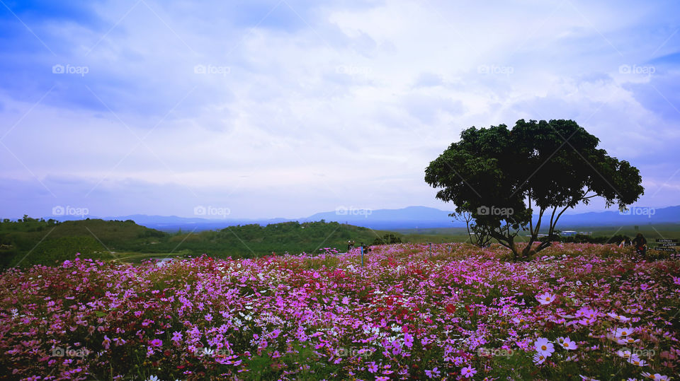 Fields Cosmos